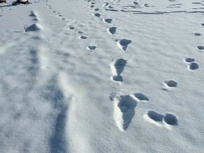 Огромный волкодиночка прошелся по льду НижнеБурейского водохранилища в Амурской области