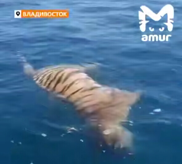 Погибшего тигра обнаружили в море у Владивостока