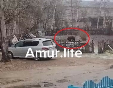 В Амурской области возле жилых домов заметили медведя Там работают вооруженные специалисты видео
