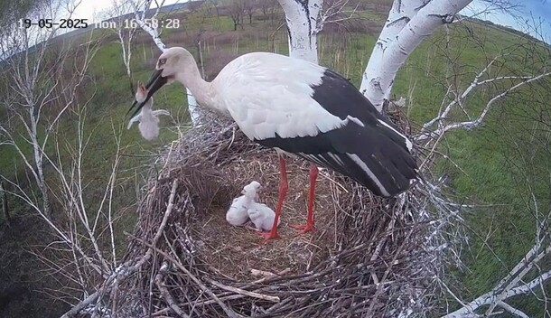 Впечатлительным не смотреть в Приамурье аист продолжает безжалостно избавляться от птенцов под прицелом камеры кадры 18