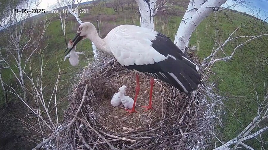 Впечатлительным не смотреть в Приамурье аист продолжает безжалостно избавляться от птенцов под прицелом камеры кадры 18