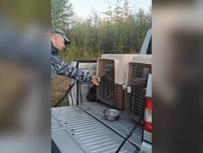 Собака взяла след и повела нас амурчанка бесследно исчезла с территории санатория фото видео