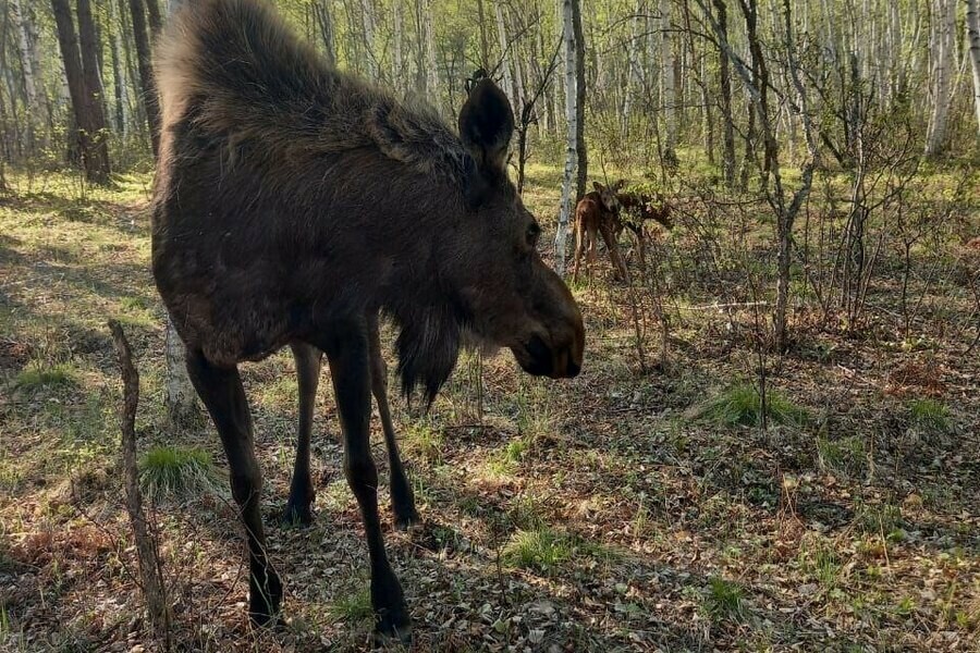 Пополнение в семье красивых диких животных обитающих в амурском природном парке показали на фото 