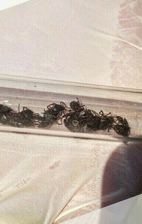 Опасных возбудителей выявили в Приамурье после лабораторного исследования клещей
