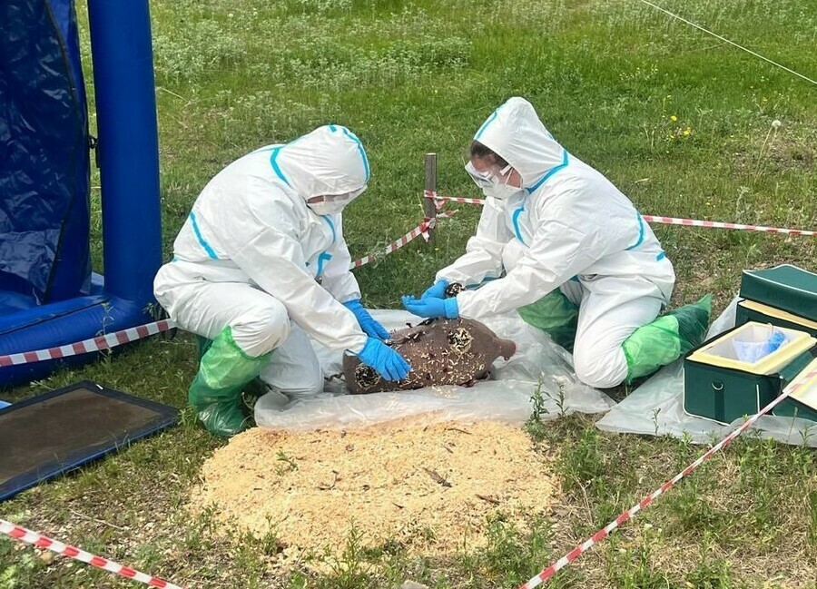 Гипотетический труп дикого кабана собрал в поле амурских ветеринаров