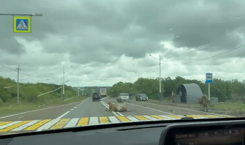 На трассе в Амурской области автомобиль врезался в корову видео