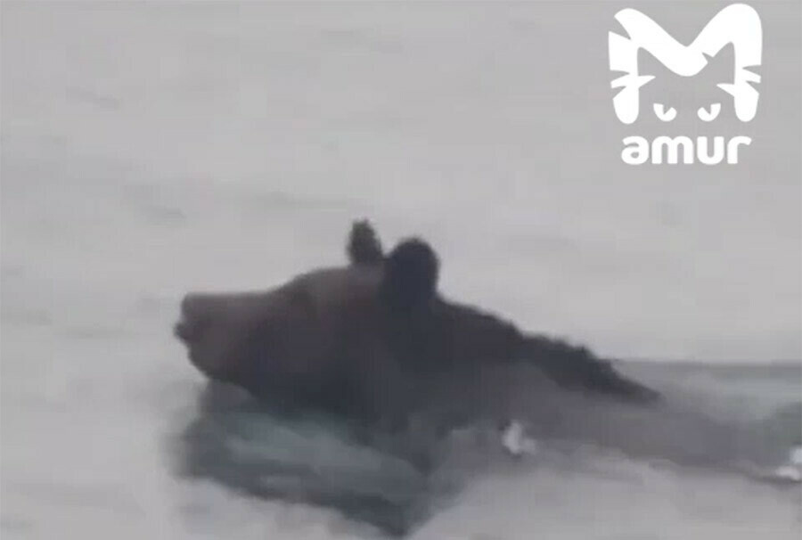 Бурого медведя быстро плывущего по морю недалеко от Владивостока сняли на видео