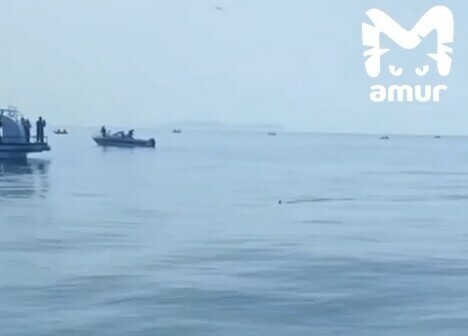 У берегов Владивостока заметили акулу видео