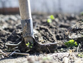 Амурчане стали тратить больше на огород стройку и ремонт