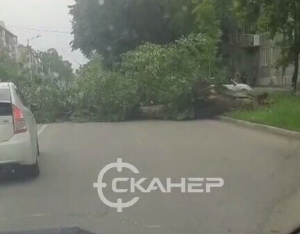 На дорогу в Благовещенске упало дерево Движение затруднено видео