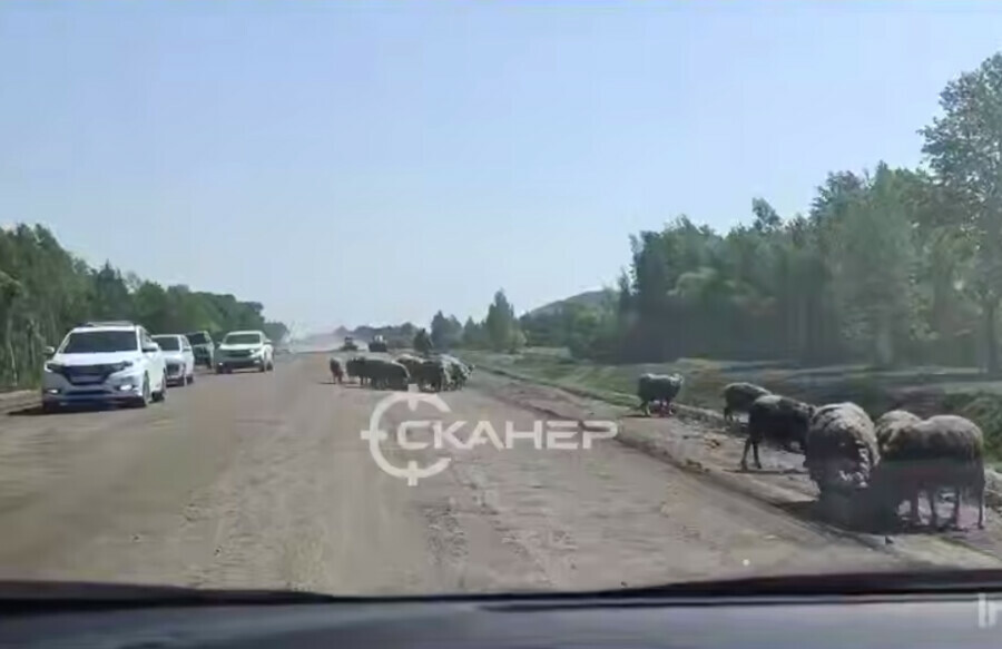 Овцы заняли дорогу на трассе Благовещенск  Свободный