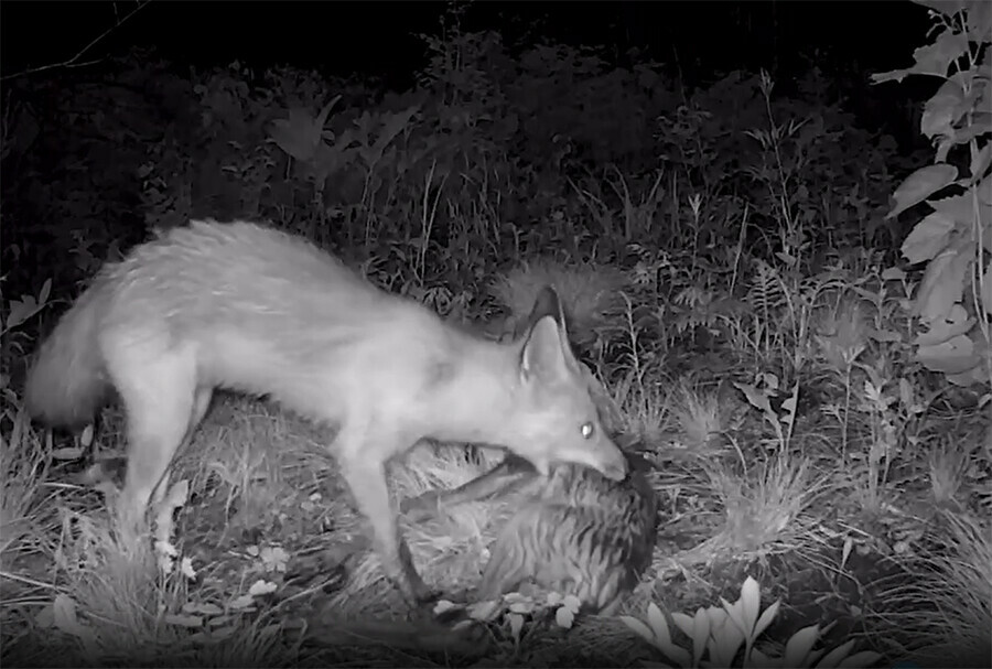 Косуленок стал жертвой хитрого хищного лиса видео