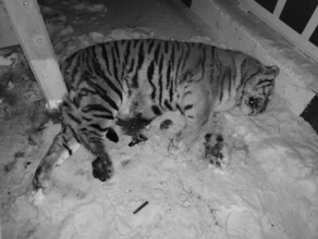 В Хабаровском крае очередное трагическое происшествие с тигром Животное погибло