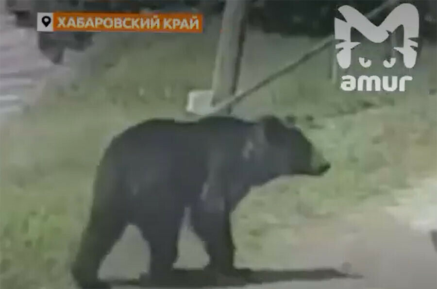А если съест В дальневосточный поселок забрел дикий зверь