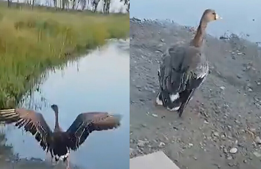 В Амурской области два диких гуся обрели свободу видео