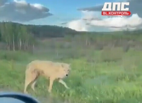 Амурчанам посоветовали не останавливаться в туалетах на трассе изза замеченных хищников видео