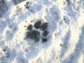В Амурской области нашли следы неизвестного тигра