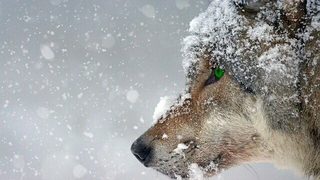 В Амурской области пойдет снег прогноз погоды на 20 января