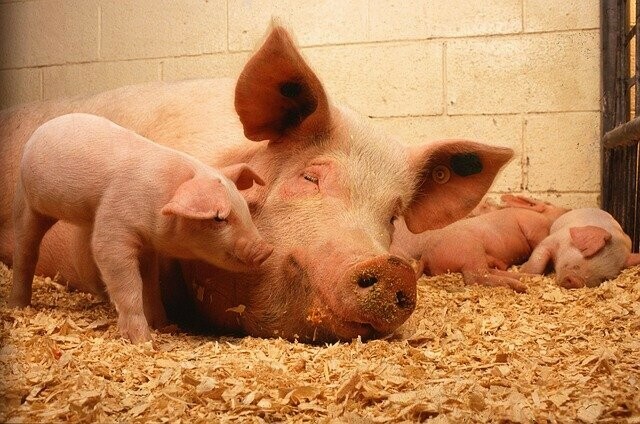 В Амурской области снят карантин по африканской чуме свиней Сельхозпродукцию снова можно вывозить 