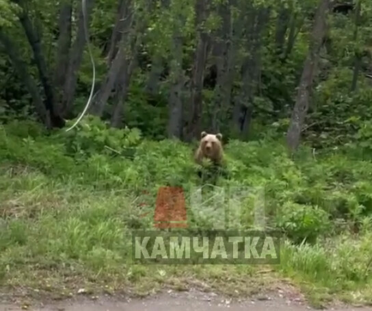 Медведь на Дальнем Востоке напал на спящую туристку