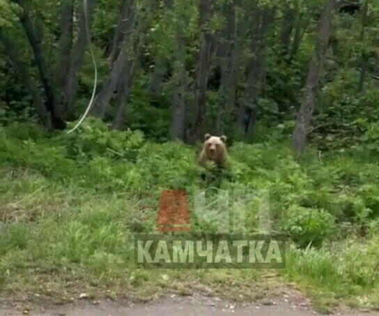 Стало известно о состоянии туристки на которую напал дальневосточный медведь