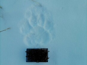 На выпавшем снегу в Амурской области обнаружили следы тигра Почему это место держат в секрете