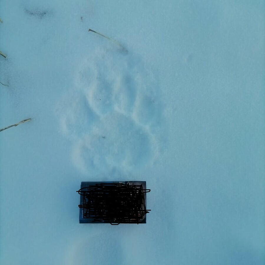 На выпавшем снегу в Амурской области обнаружили следы тигра Почему это место держат в секрете