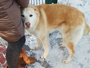 Благовещенским бездомным животным требуется помощь неравнодушных