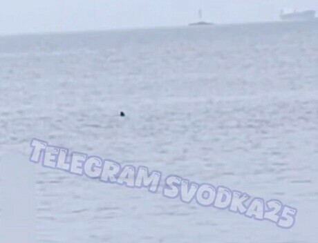 На популярном пляже Владивостока заметили крупную акулу видео