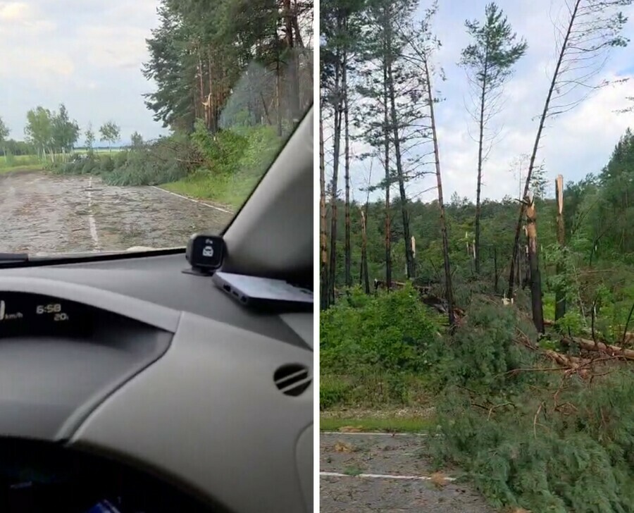 От леса остались только пенечки После ночного урагана соснами завалило трассу Благовещенск  Свободный