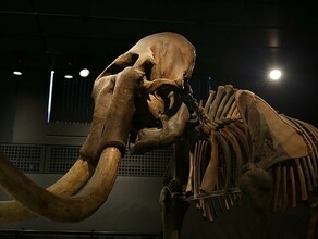 В Благовещенске в музее выставят кости мамонта амурского тигра и бизона Где посмотреть
