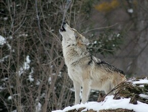 Убийство волков в Амурской области может стать прибыльнее