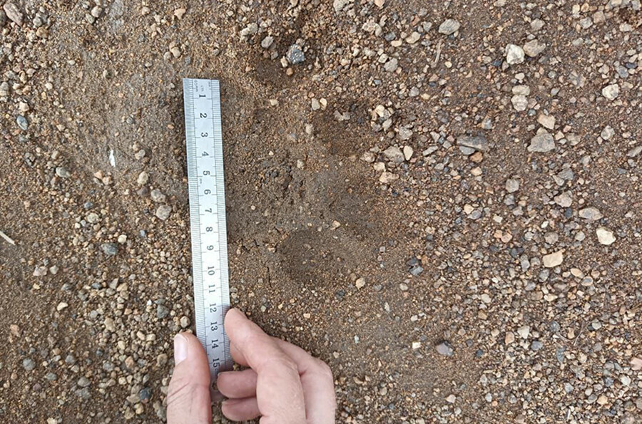 Следы тигра увидели жители около села в Амурской области фото