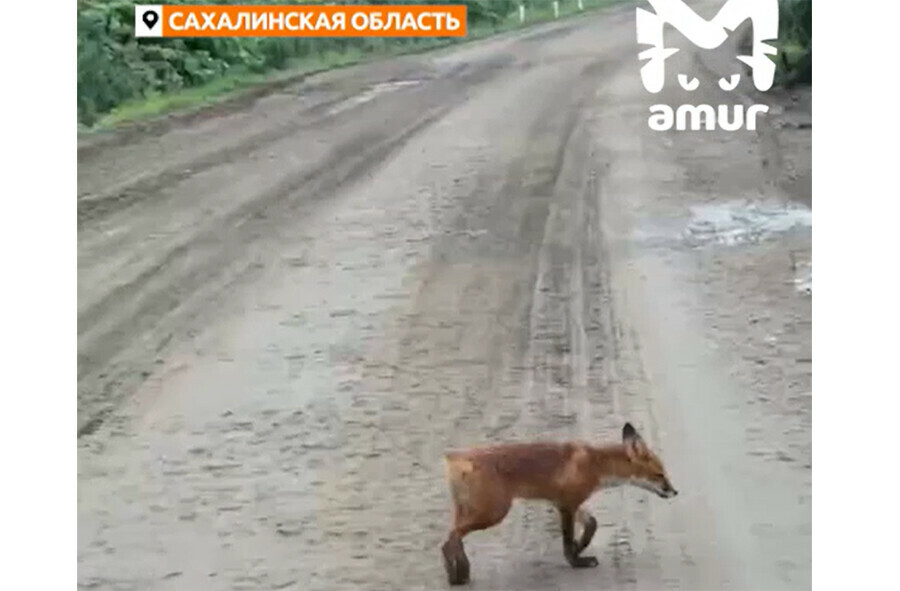 Необычная лиса без главного украшения живет на Сахалине видео