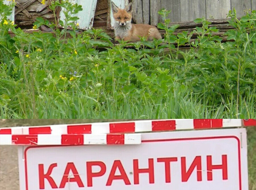 В двух селах Амурской области ввели карантин по бешенству