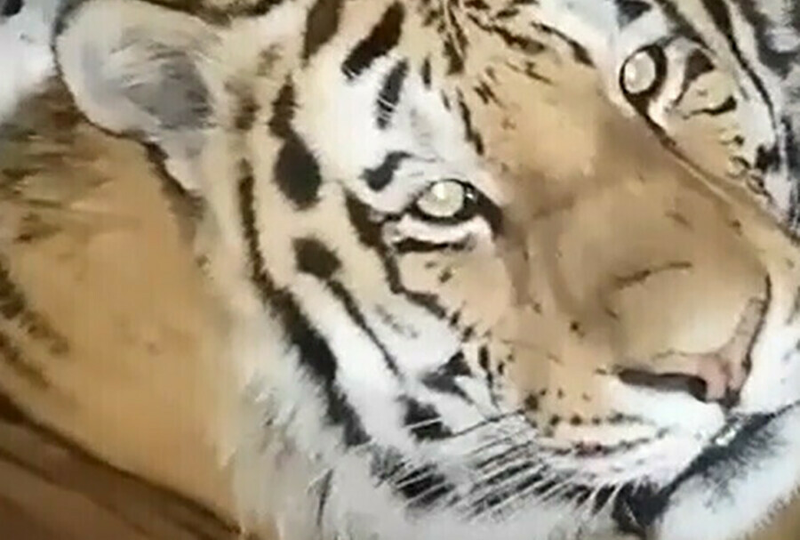 За границей усыпили трех новорожденных амурских тигрят