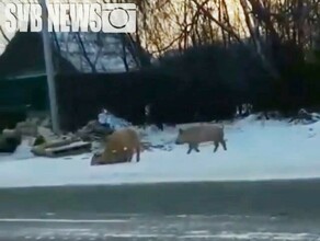 В городе Свободном по улицам гуляют поросята