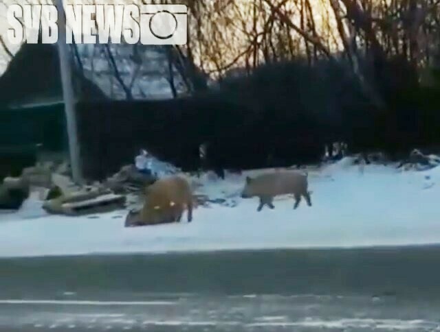 В городе Свободном по улицам гуляют поросята