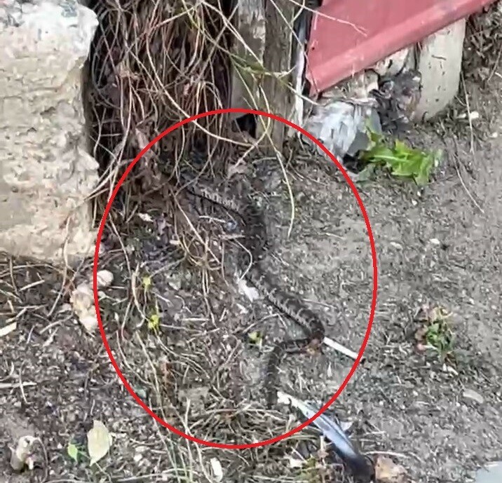 В центре Благовещенска ползала змея видео