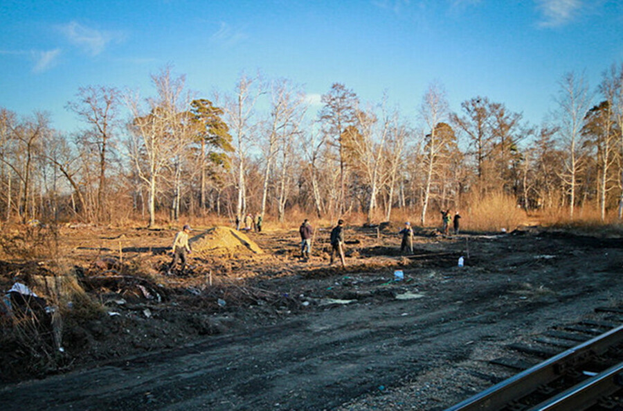 В Левашовской роще Благовещенска вырубили ценные деревья Нечаянно 