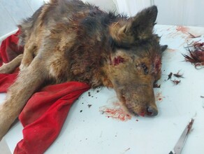 В Благовещенске жестоко убили одну собаку другую ранили и выбросили в контейнер фото 18