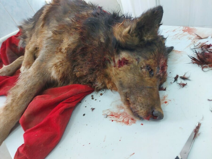 В Благовещенске жестоко убили одну собаку другую ранили и выбросили в контейнер фото 18