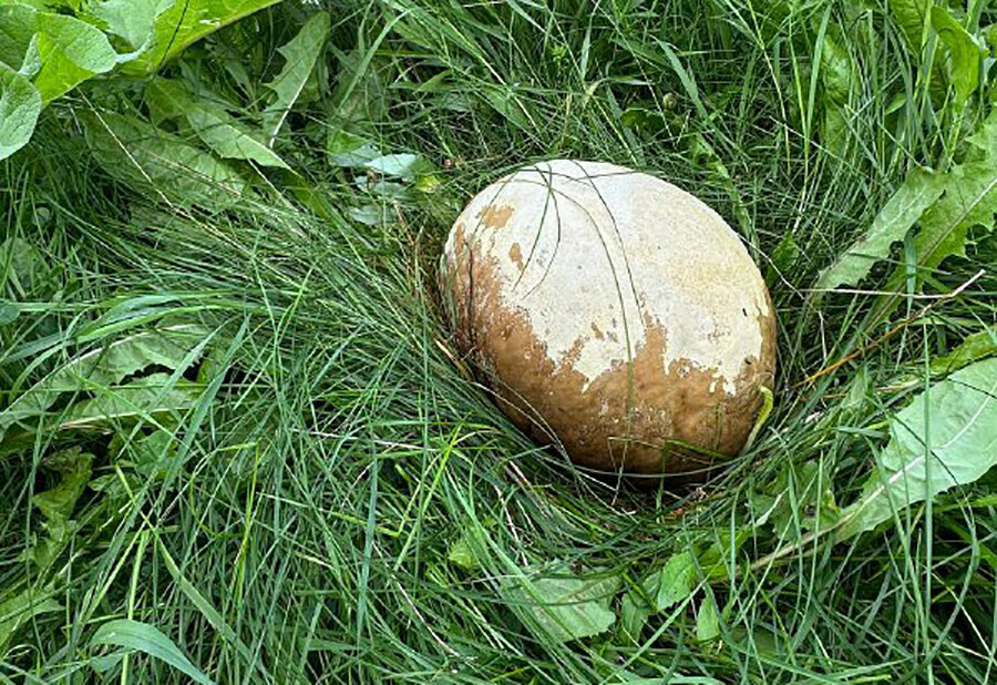 Полезный во всех отношениях грибисполин нашли в дальневосточном лесу