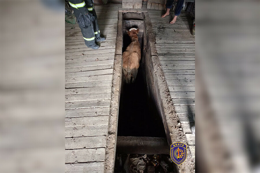 В амурском селе большое животное провалилось в гаражную яму