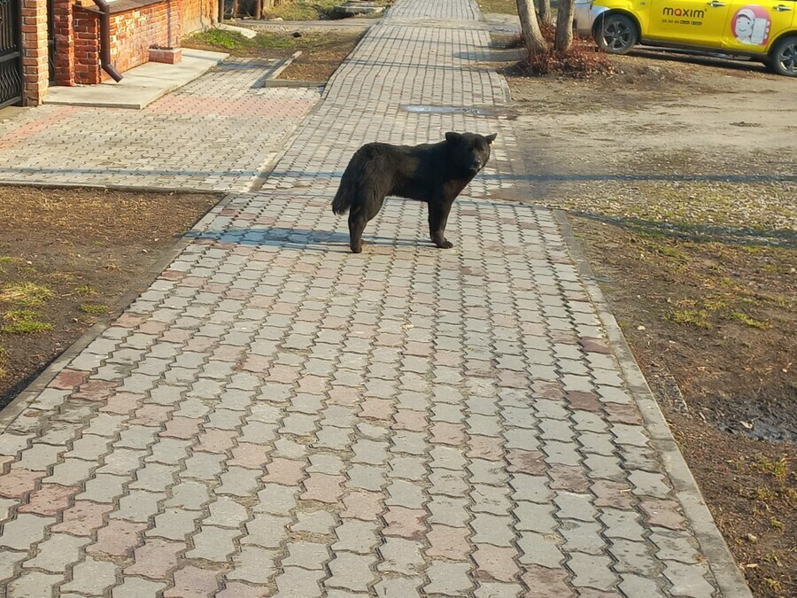 Собаку больше не видят без поводка и намордника выгуливал амурчанин агрессивного питомца