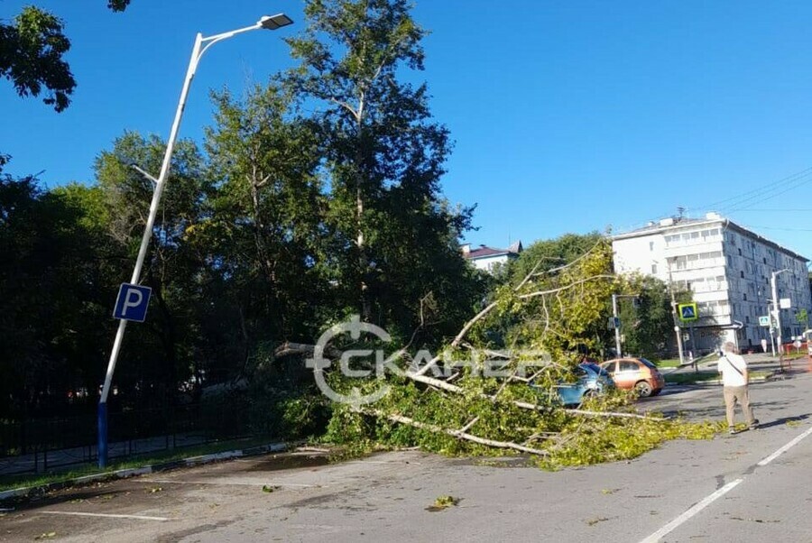 В Благовещенске на дорогу упало дерево фото