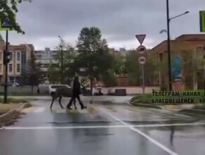 В Тынде мужчина выгулял по Красной Пресне северного оленя 