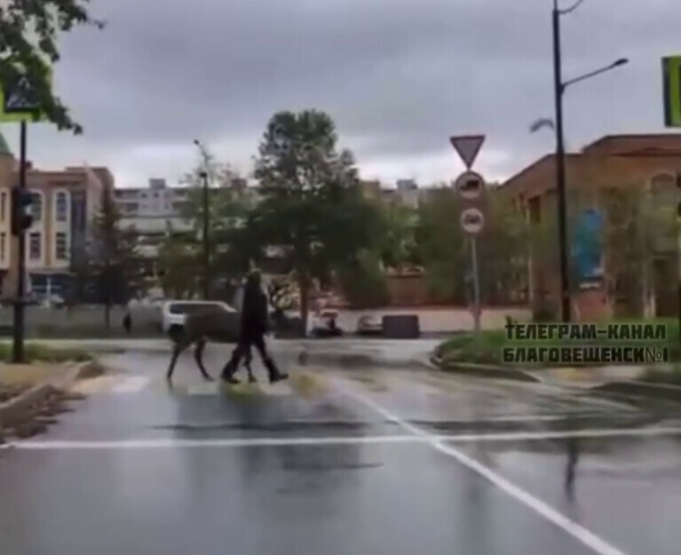 В Тынде мужчина выгулял по Красной Пресне северного оленя 