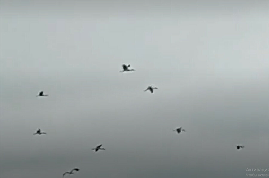 Аисты собираются улетать из Амурской области видео