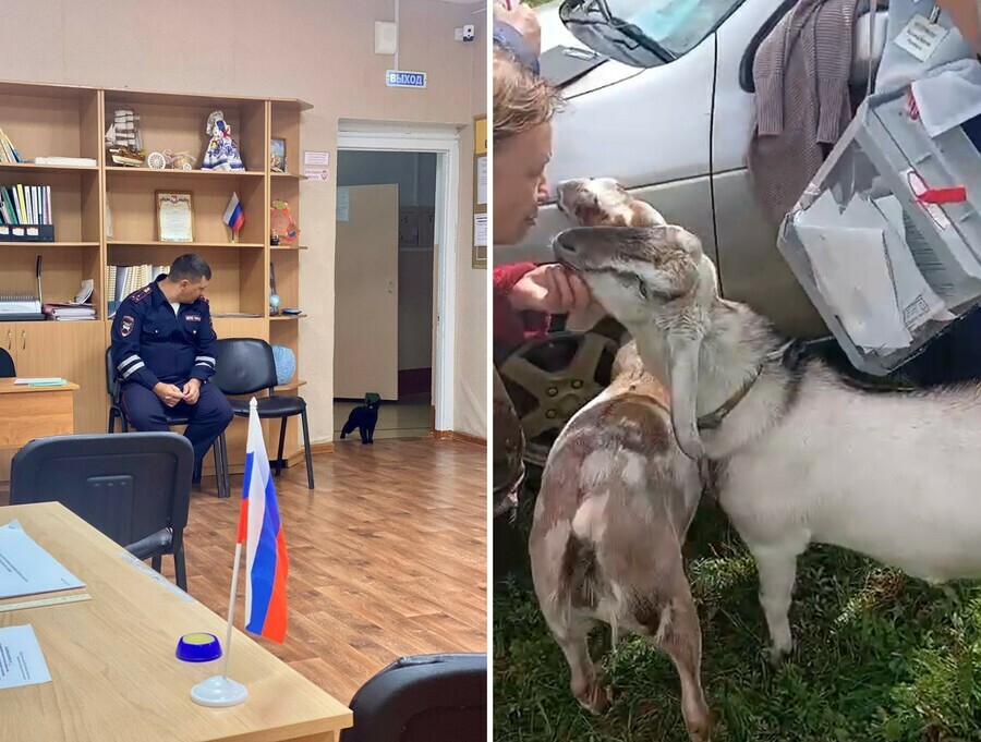 В Амурской области закрылись избирательные участки На них побывали люди козы и коты